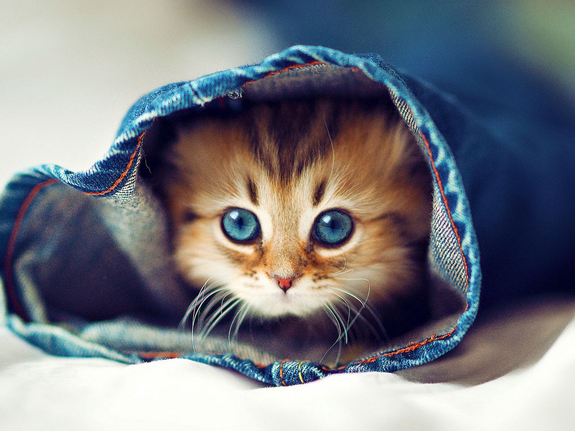 Мимимишные коты