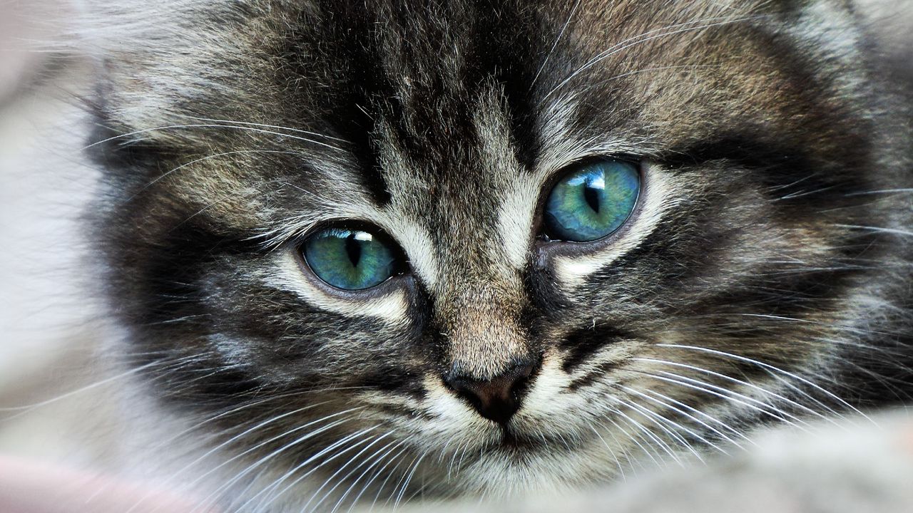 Обои котенок, глаза, окрас, пятнистый