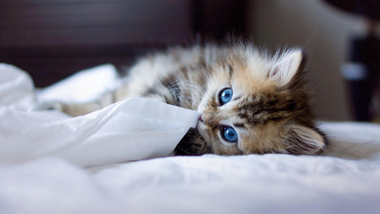 Обои котенок, голубоглазый, пушистый, одеяло, игривый