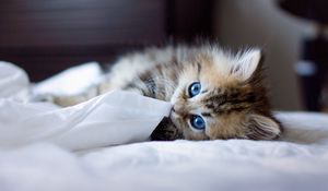 Превью обои котенок, голубоглазый, пушистый, одеяло, игривый