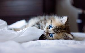 Превью обои котенок, голубоглазый, пушистый, одеяло, игривый