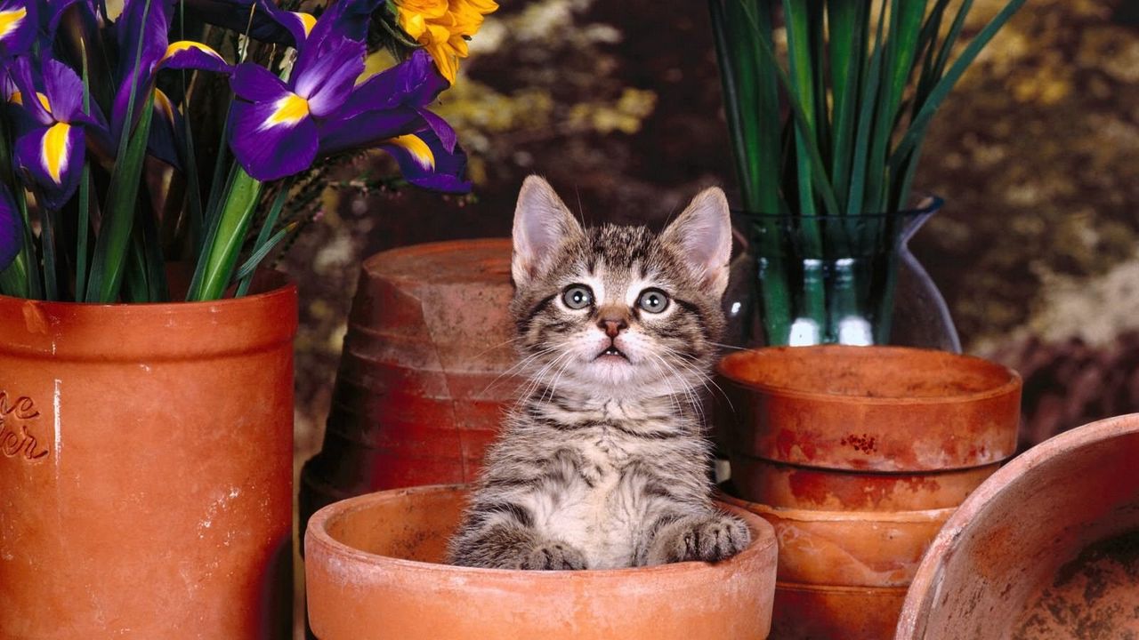 Обои котенок, горшки, сидеть, цветы
