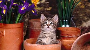 Превью обои котенок, горшки, сидеть, цветы