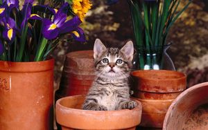 Превью обои котенок, горшки, сидеть, цветы