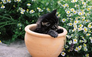 Превью обои котенок, горшок, цветы, сидеть