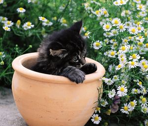 Превью обои котенок, горшок, цветы, сидеть