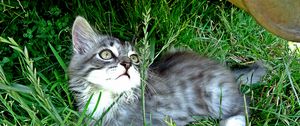 Превью обои котенок, игривый, внимательность, трава