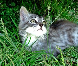 Превью обои котенок, игривый, внимательность, трава