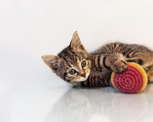 Превью обои котенок, игрушка, кот, игривый, фон