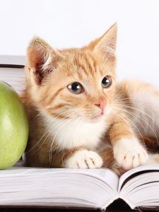 Превью обои котенок, книга, яблоко, лежать