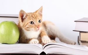 Превью обои котенок, книга, яблоко, лежать