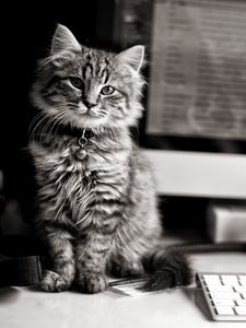 Превью обои котёнок, компьютер, клавиатура, чб