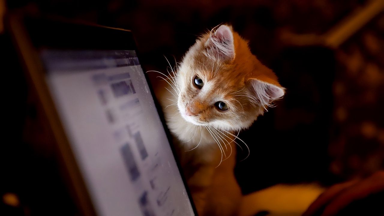 Обои котенок, компьютер, любопытство