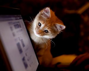 Превью обои котенок, компьютер, любопытство