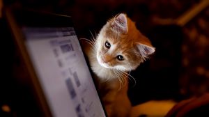 Превью обои котенок, компьютер, любопытство