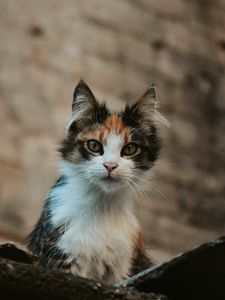 Превью обои котенок, кошка, взгляд, питомец, животное
