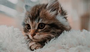 Превью обои котенок, кошка, животное, милый, коричневый