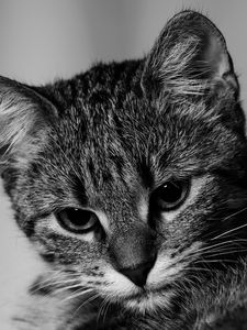 Превью обои котенок, кот, чб, серый, питомец
