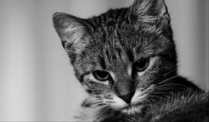 Превью обои котенок, кот, чб, серый, питомец
