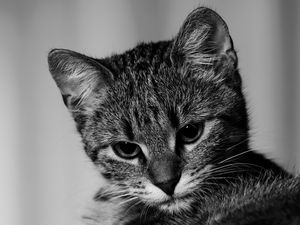 Превью обои котенок, кот, чб, серый, питомец