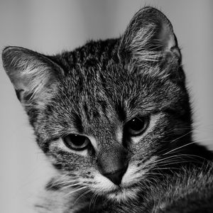 Превью обои котенок, кот, чб, серый, питомец