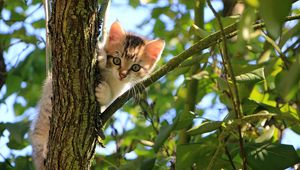 Превью обои котенок, кот, дерево, милый, забавный
