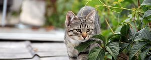Превью обои котенок, кот, дерево, листья, крылья