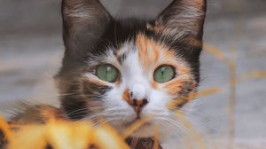 Превью обои котенок, кот, глаза, шерсть, размытость