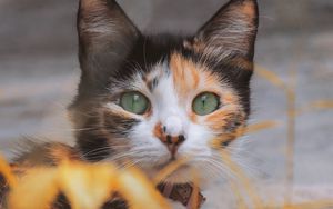 Превью обои котенок, кот, глаза, шерсть, размытость