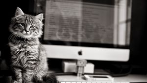 Превью обои котёнок, кот, кошка, компьютер, клавиатура, apple, mac, чб