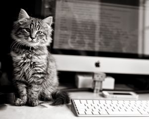 Превью обои котёнок, кот, кошка, компьютер, клавиатура, apple, mac, чб