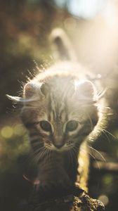 Превью обои котенок, кот, милый, солнечный свет, блики
