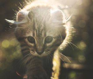 Превью обои котенок, кот, милый, солнечный свет, блики