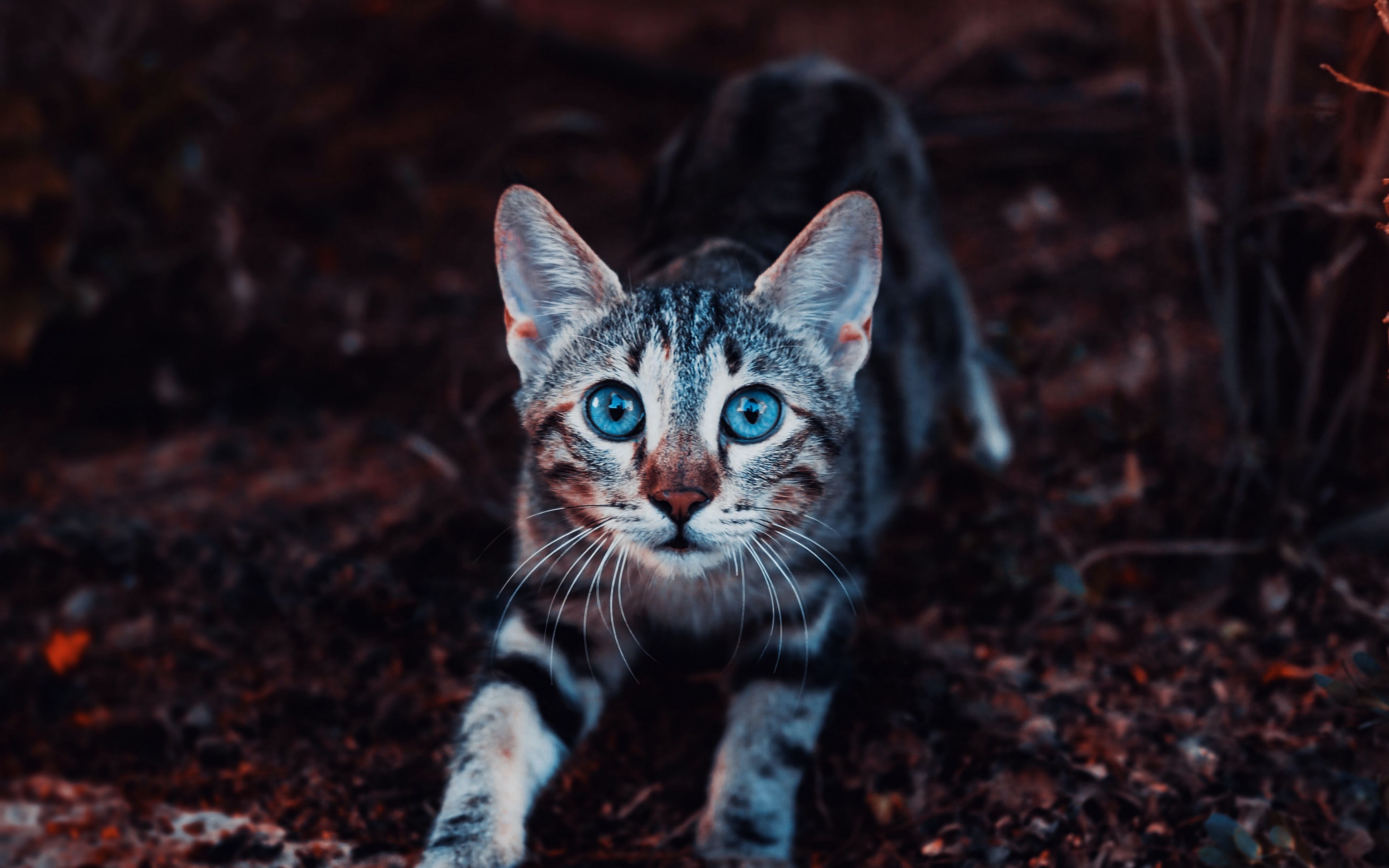  3840x2400 4k 