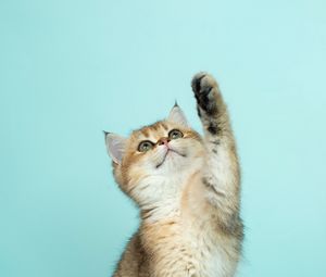 Превью обои котенок, кот, милый, забавный