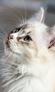 Превью обои котенок, кот, морда, пушистый, взгляд