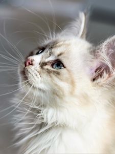 Превью обои котенок, кот, морда, пушистый, взгляд