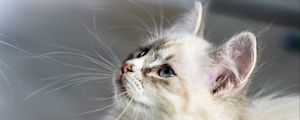 Превью обои котенок, кот, морда, пушистый, взгляд