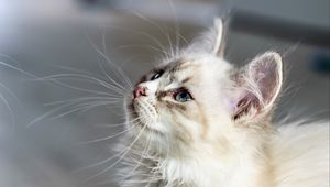 Превью обои котенок, кот, морда, пушистый, взгляд
