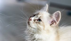 Превью обои котенок, кот, морда, пушистый, взгляд
