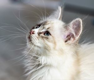 Превью обои котенок, кот, морда, пушистый, взгляд