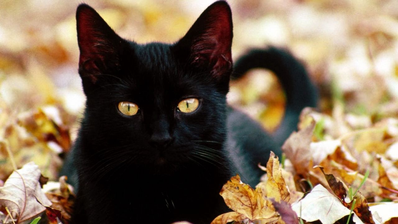 Обои котенок, кот, морда, осень, листья