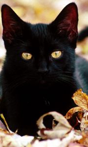 Превью обои котенок, кот, морда, осень, листья