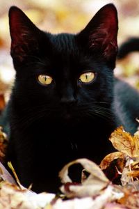 Превью обои котенок, кот, морда, осень, листья