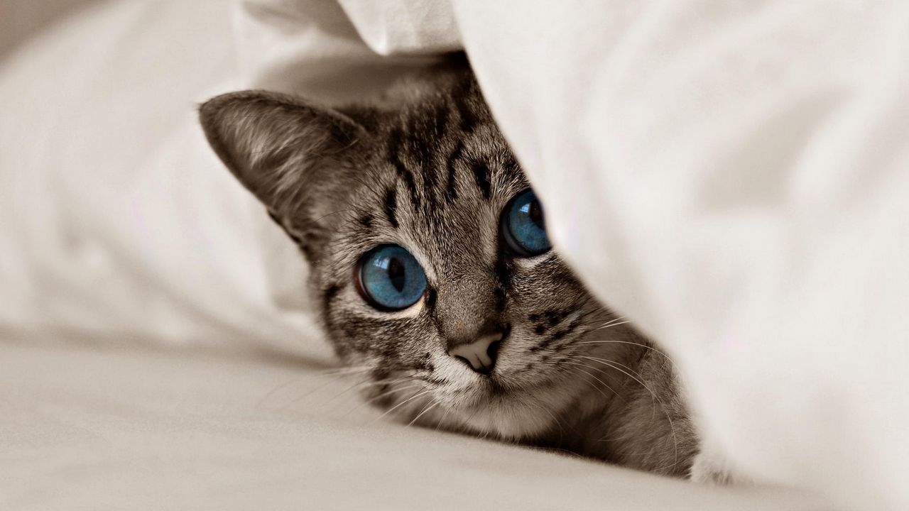 Обои котенок, кот, морда, голубые глаза