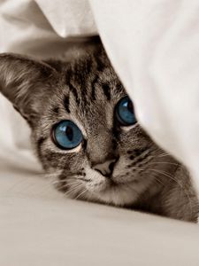 Превью обои котенок, кот, морда, голубые глаза