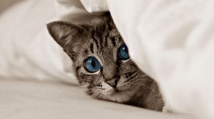 Превью обои котенок, кот, морда, голубые глаза