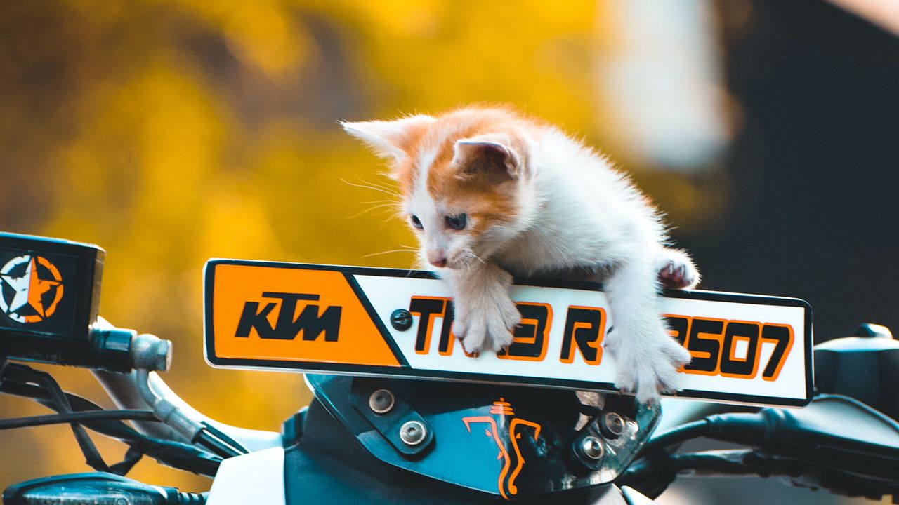 Обои котенок, кот, мотоцикл, байк, ktm