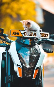 Превью обои котенок, кот, мотоцикл, байк, ktm