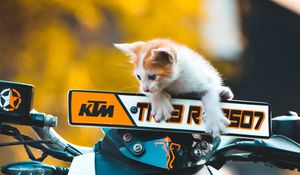 Превью обои котенок, кот, мотоцикл, байк, ktm